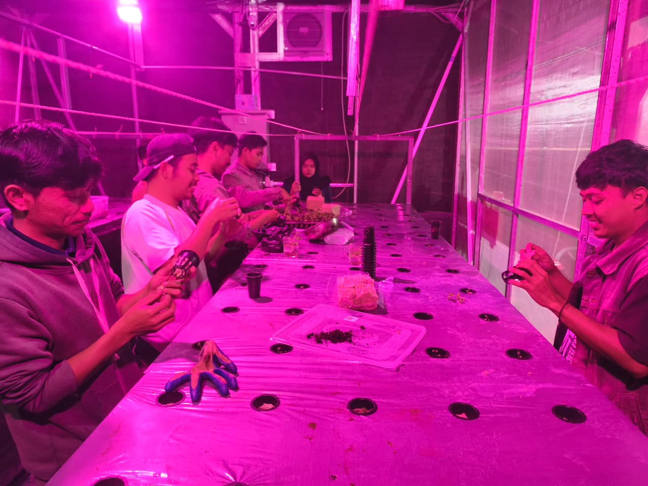 Cara Penanaman Kentang Aeroponik